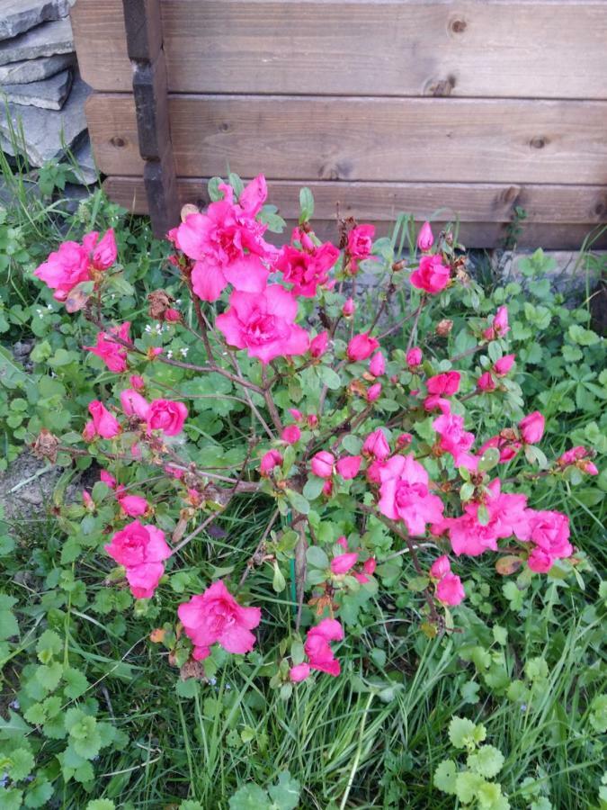 R&B Albero Cavo Parma Bed & Breakfast エクステリア 写真